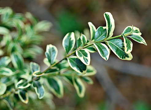 Самшит Buxus Variegata