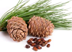 Кедр: растим из шишек