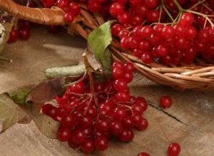 Калина: полезные рецепты