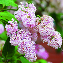 Виды сирени, сирень Мейера, Syringa meyeri Виды сирени, сирень Мейера, Syringa meyeri