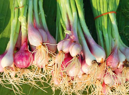 Лук-шалот, Аllium ascolonicum