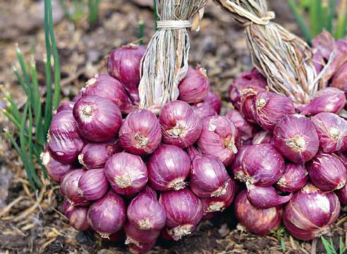 Лук-шалот, Аllium ascolonicum