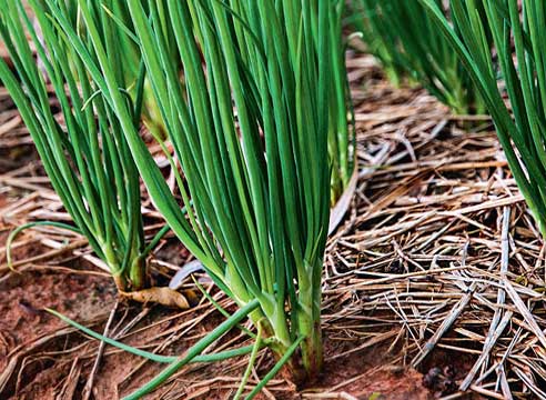 Лук-шалот, Аllium ascolonicum