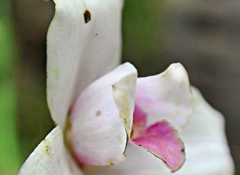 болезни и вредители орхидей, гниль на цветке орхидеи