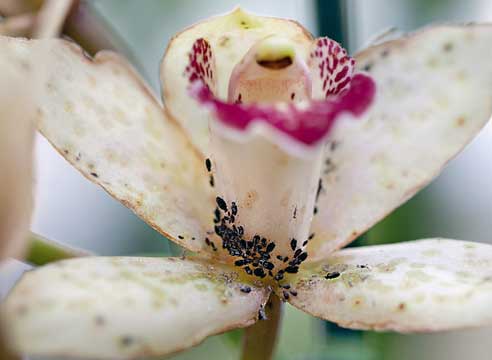 болезни и вредители орхидей, Колония тли на цветке орхидеи