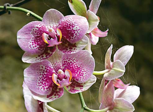 болезни и вредители орхидей, Паутинный клещ на орхидее