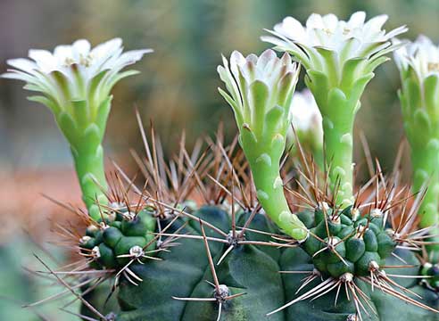 Кактусы уход, кактусы цветение, гимнокалициум, Gymnocalycium