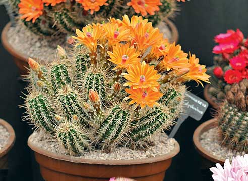 Кактусы уход, кактусы цветение, эхиноцерус, Echinocereus