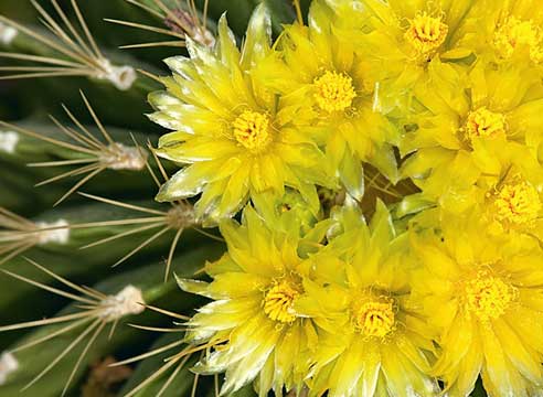 Кактусы уход, кактусы цветение, ферокактус, Ferocactus