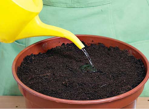 И всё же, если вы хотите подкормить ваши огурцы еще дома, на подоконнике, то это можно сделать на следующих этапах развития вашего растения: