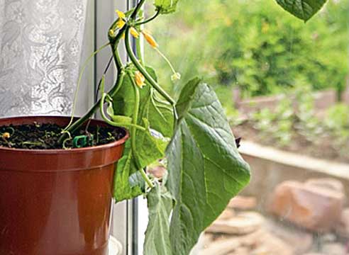 Огурцы – полезные овощи, которые восстанавливают водный баланс в организме. Чтобы иметь постоянный круглогодичный доступ к этому незаменимому продукту, вы вполне можете вырастить его на балконе.