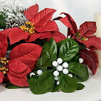 Пуансеттия