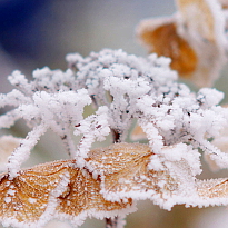 снег, растения