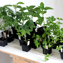 помидор, рассада