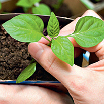 перец. рассада