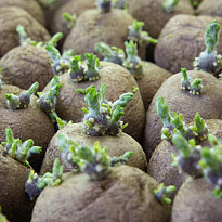 Лунный посевной календарь на 2015 год