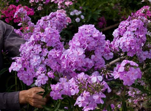 Флокс метельчатый Lilac Time (Сириус)