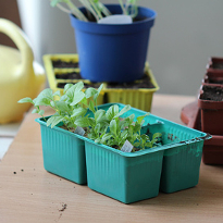 рассада астры