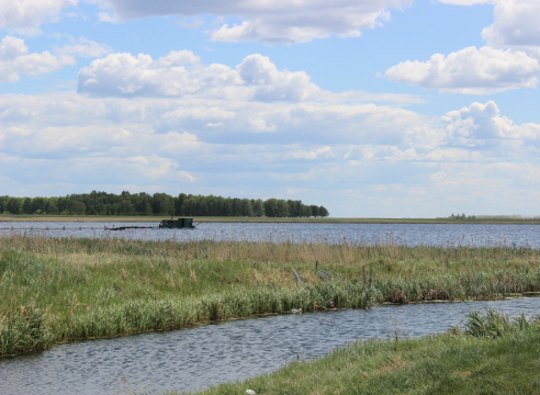 сапропель