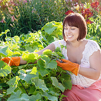 уход за огурцами