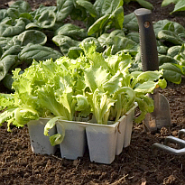 Лунный посевной календарь на 2015 год