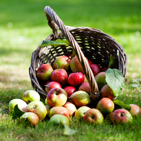 Лунный посевной календарь на 2015 год