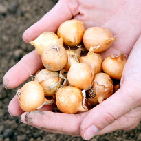 посадка лука