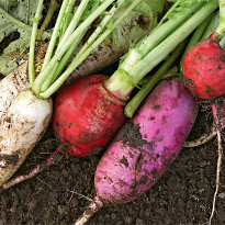 посадка редиса