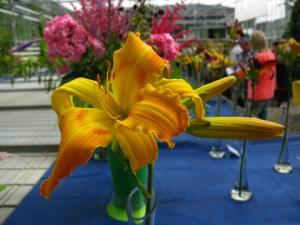 5-6 августа пройдет выставка поздних сортов лилейников