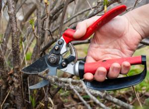 Занятия по обрезке смородины и крыжовника