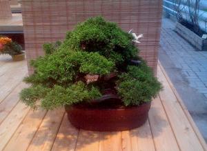 Выставка японских бонсай