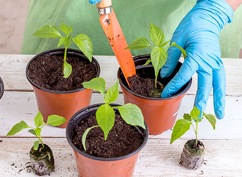 Можно ли выращивать рассаду перца в торфяных таблетках?