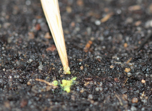 Выращивание эустомы из семян, фото, дражированные семена - как сеять
