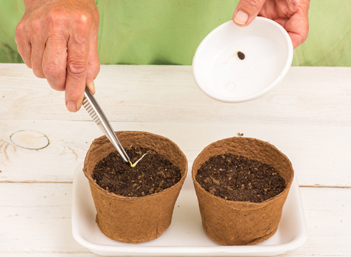 как посадить рассаду арбуза в домашних условиях
