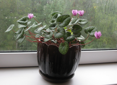 цикламен персидский, комнатные растения, Cyclamen persicum