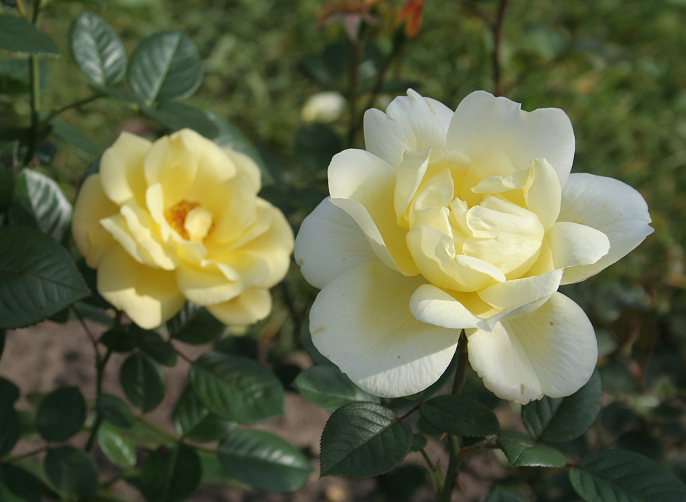 Сорта роз Флорибунда. Фото