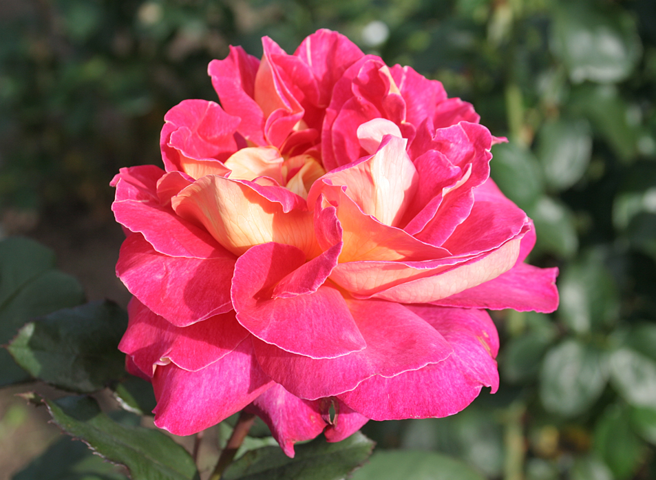 Розы: чайно-гибридные сорта. Фото