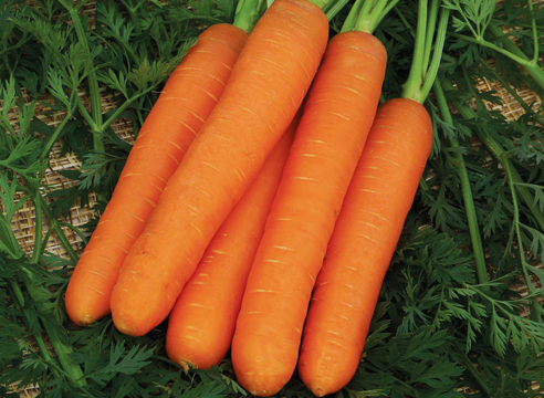 Морковь. Сорта для подзимнего посева. Фото