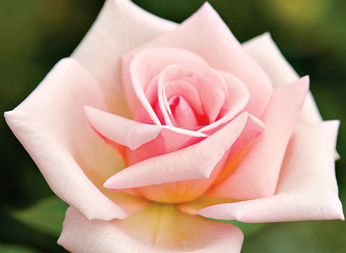 Сорта современной розы. Фото