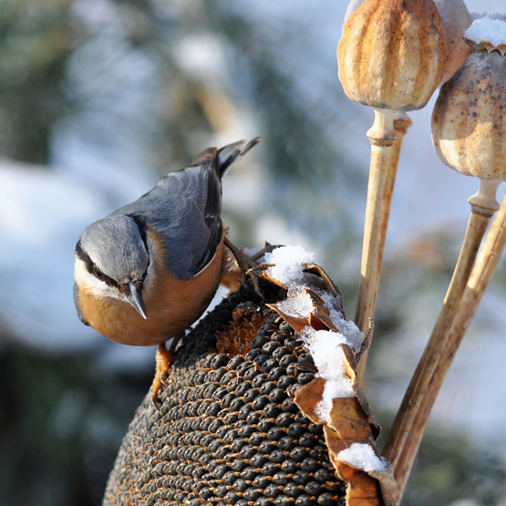 Кормушки для птиц. Фото