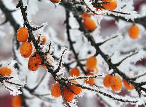 Зимние картины сада: цветные пятна