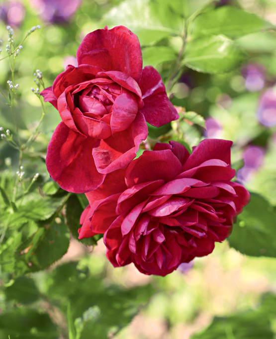 Сорта канадской розы. Фото