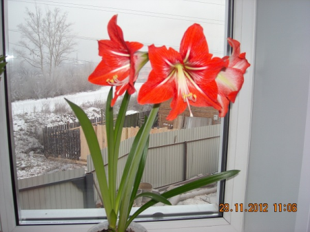 Мои растюхи