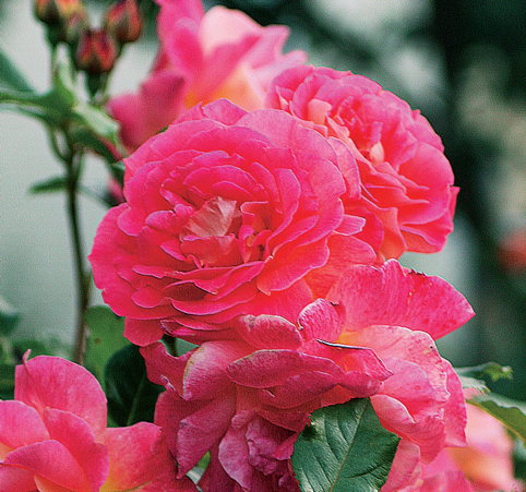 Двухцветные розы. Фото.