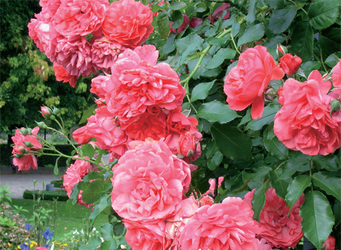Розы, устойчивые к грибным заболеваниям. Фото.