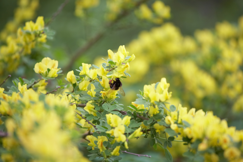 Растения, привлекающие пчел. Фото.