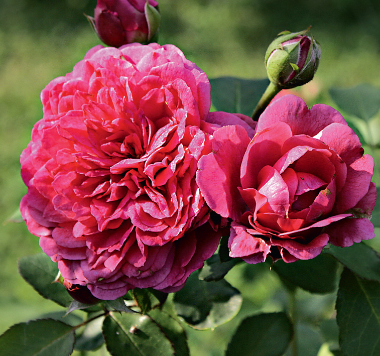 Английские розы Дэвида Остина. Фото.