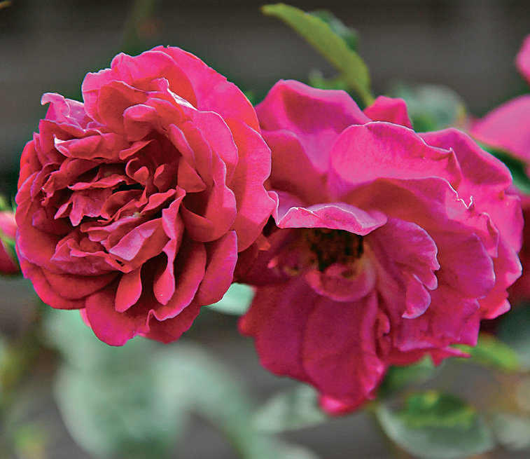 Английские розы Дэвида Остина. Фото.