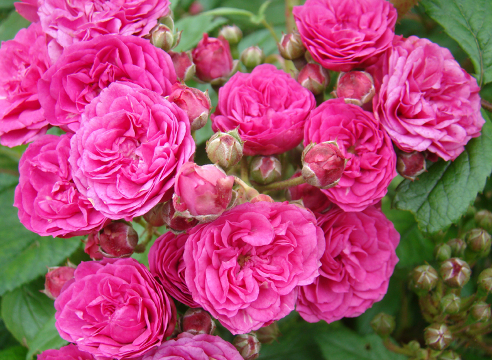 Мускусные розы: сорта. Фото