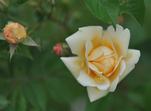Мускусные розы: сорта. Фото